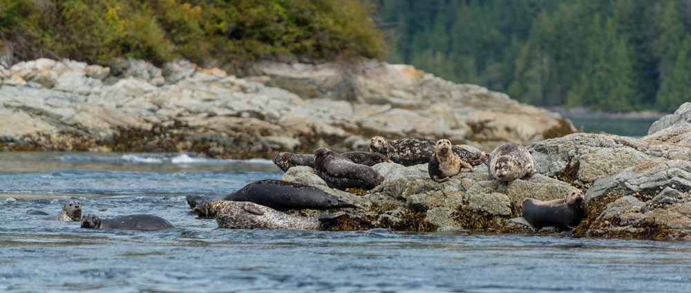 Dent Island Wildlife Seals